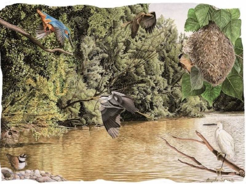 Parco: Pittura botanica e naturalistica al Comando C.U.T.F.A.A Carabinieri