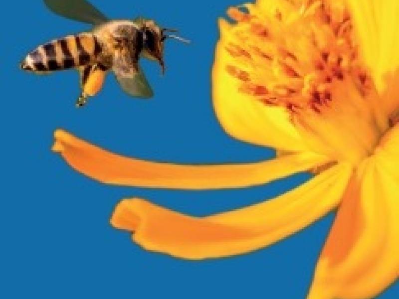 Parco: La preghiera dell'ape nella Basilica di San Camillo de Lellis