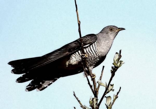 Parco: Su cucu cantadori